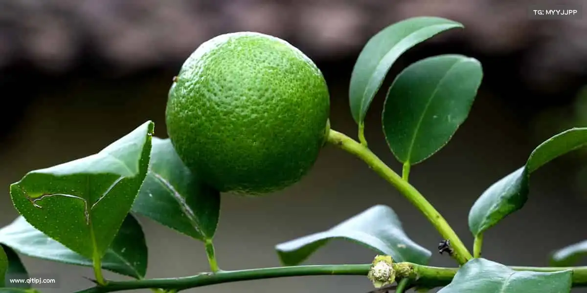 国产少女在线观看免费全集电视剧网专注影视全链条服务,让每个创意都落地生花💡